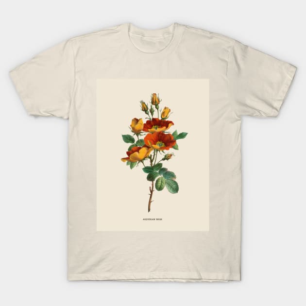 Austrian Rose Antique Botanical Illustration T-Shirt by Antiquated Art